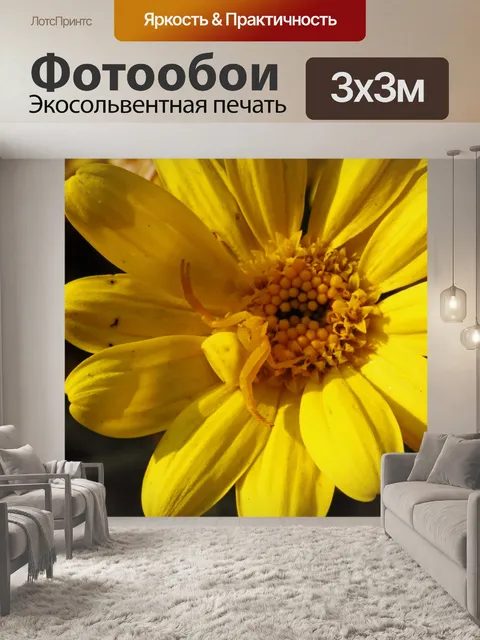 Фотообои желтый цветок крабовый паук на ромашке