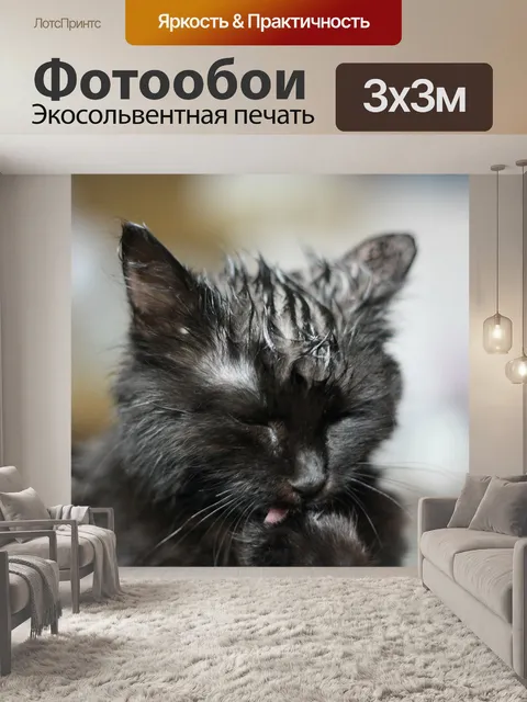 Фотообои Кот