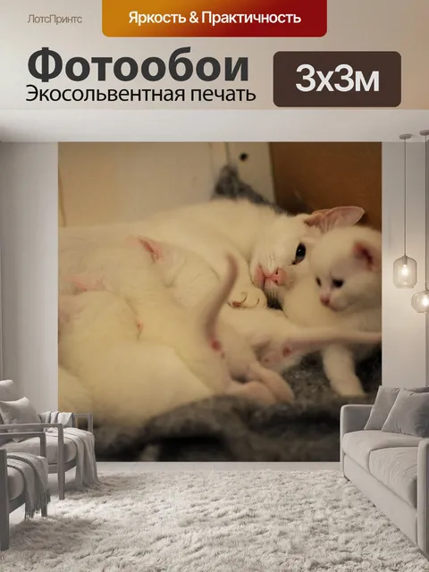 Фотообои Котята