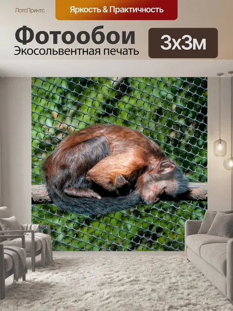 Фотообои Спит