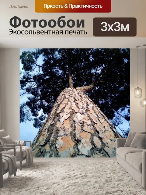 Фотообои Кедровая сосна
