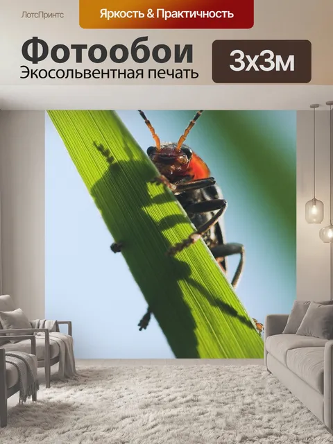 Фотообои Жук