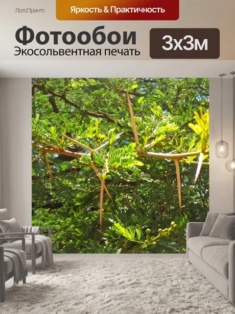 Фотообои Большие белые шипы на акации