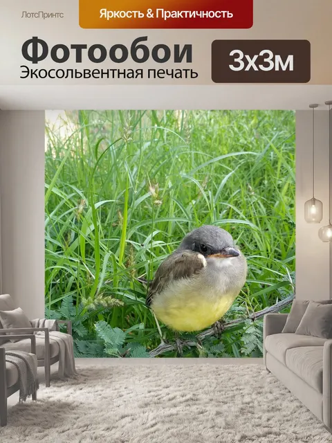 Фотообои Птица