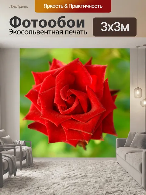 Фотообои Роза