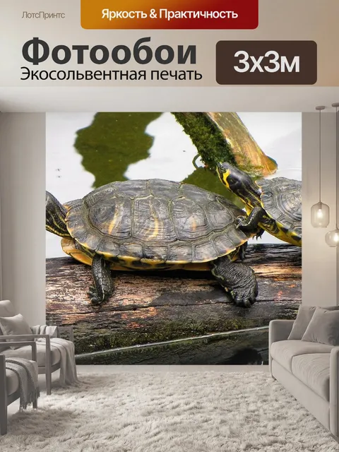 Фотообои Черепахи