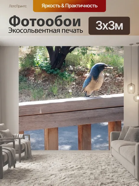 Фотообои Скраб Голубая сойка