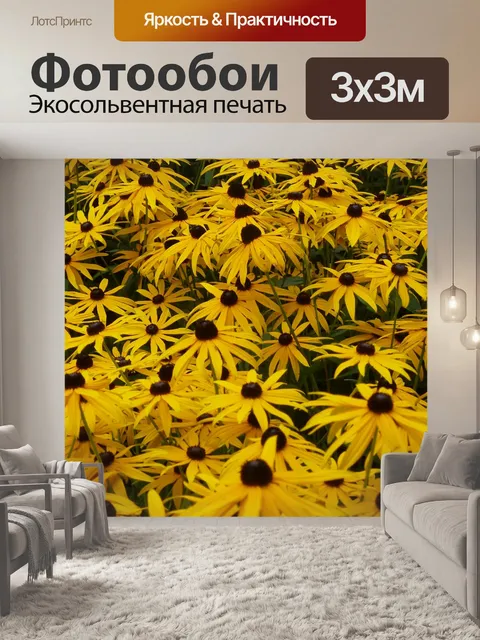 Фотообои Эхинацеи