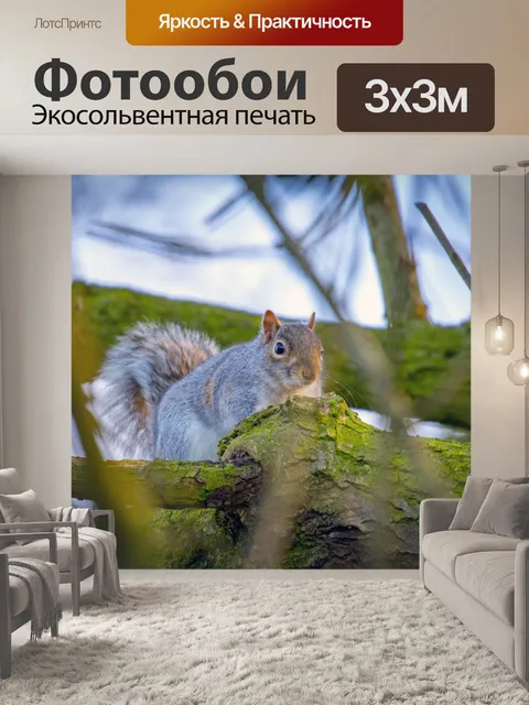 Фотообои Серые Белки Sciurus carolinensis