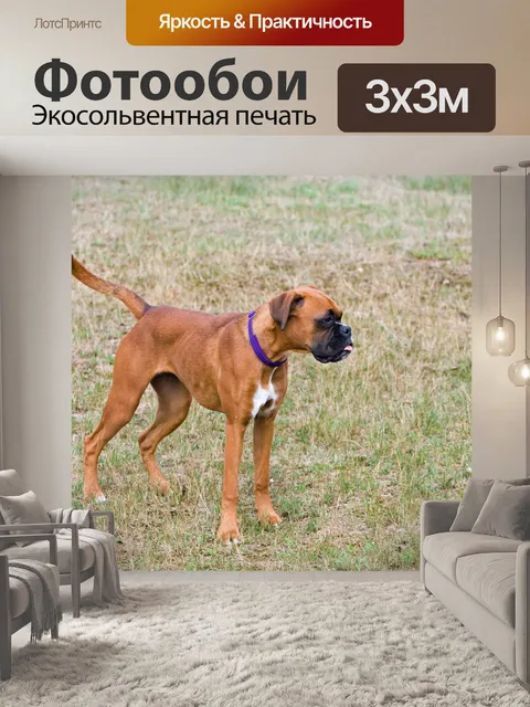 Фотообои Боксер собака