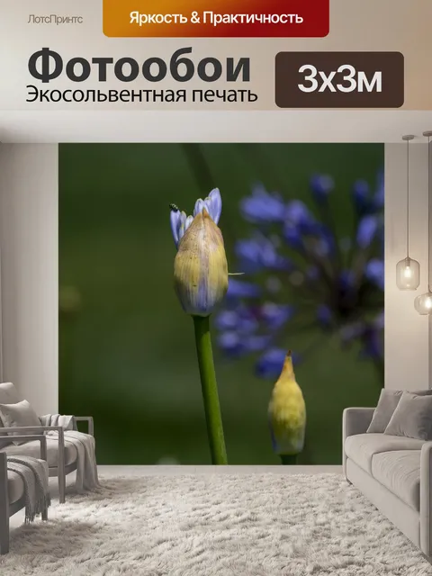 Фотообои бутон голубой лилии