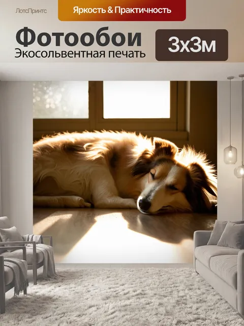 Фотообои утренний свет, пробивающийся через окна, освещает шелти, который спит на полу