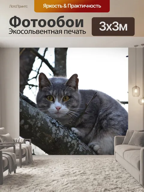 Фотообои Кот