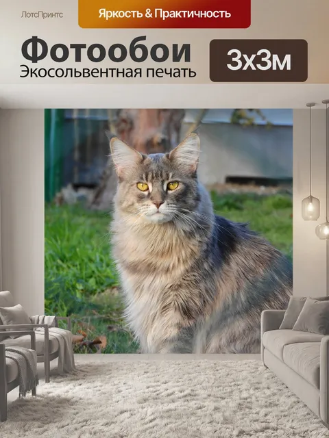 Фотообои Мейн кун кошка