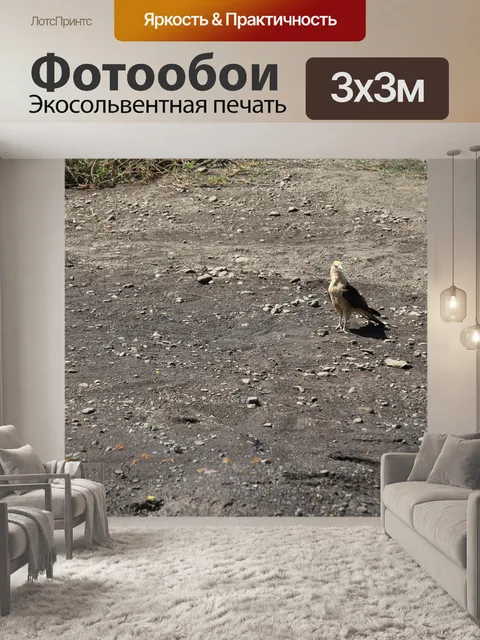 Фотообои Планета Южная Каракара Каракара