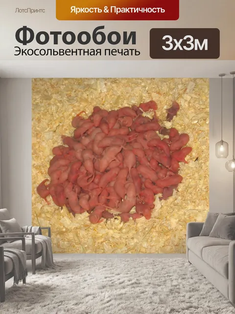 Фотообои Голых мышей