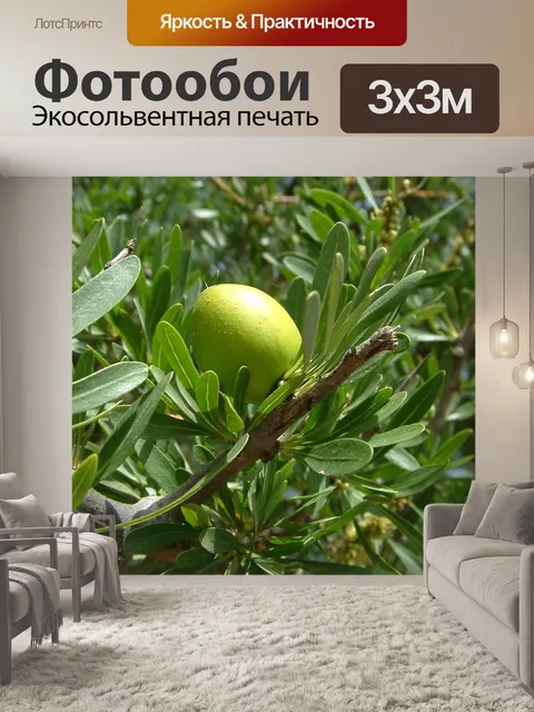 Фотообои Аргана