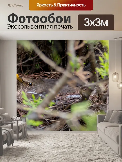 Фотообои Черный дрозд