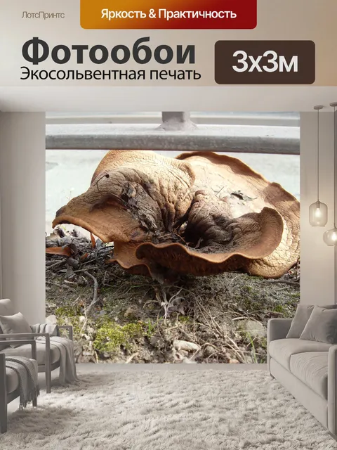 Фотообои Придорожные Грибок