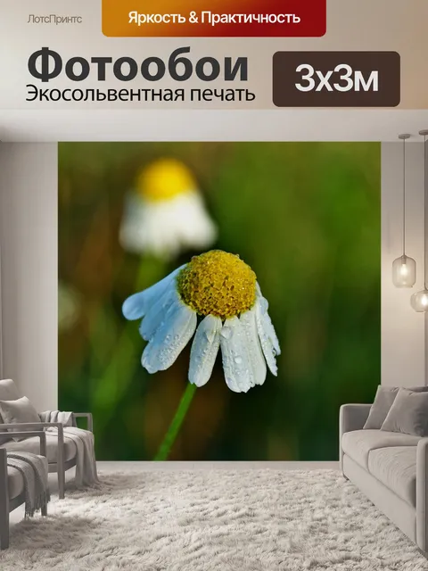 Фотообои Ромашка