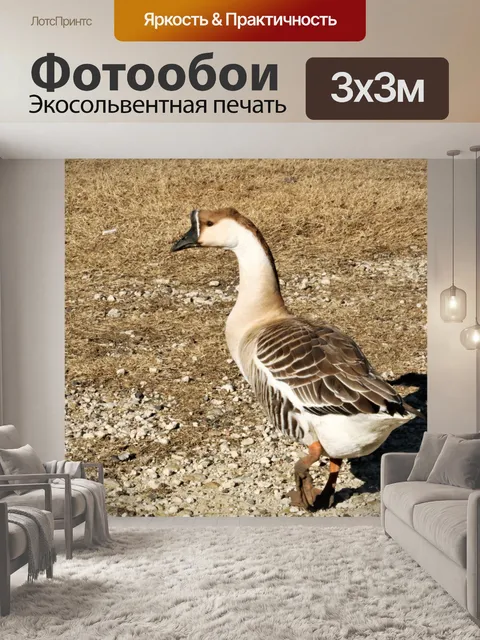 Фотообои Коричневый и белый китайский гусь