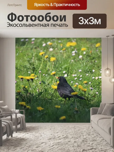 Фотообои Черный дрозд