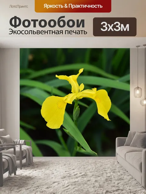 Фотообои Ирис