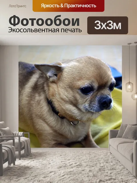Фотообои Чихуахуа (б)