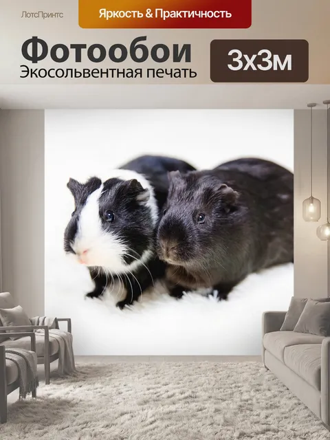 Фотообои Морская свинка