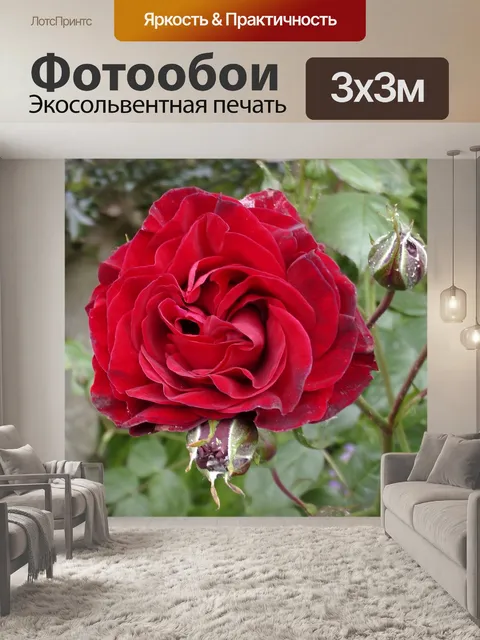 Фотообои Красная роза