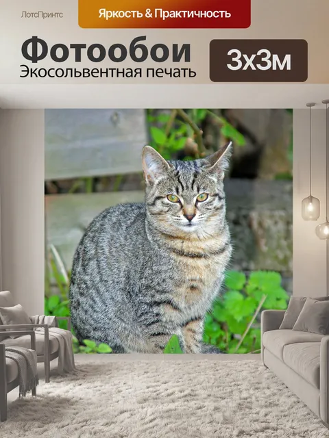Фотообои Кот
