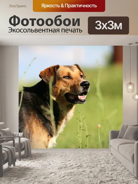 Фотообои Собака