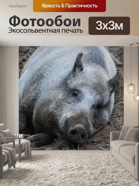 Фотообои Дикий кабан