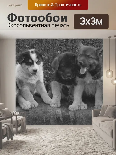 Фотообои Щенки аляскинского хаски