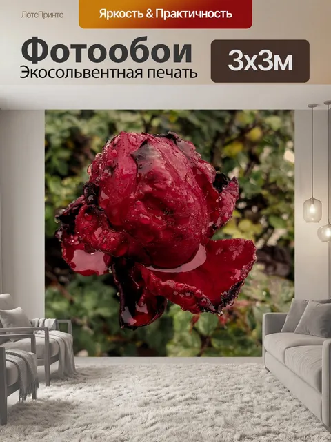 Фотообои Красная роза залитая дождем
