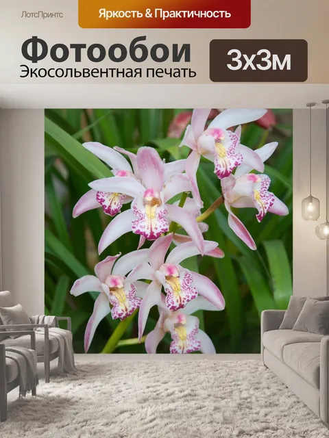 Фотообои Орхидея