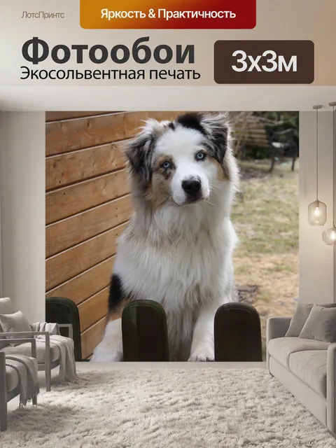 Фотообои Собака