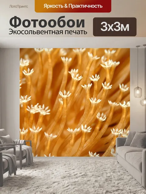 Фотообои Коралловый