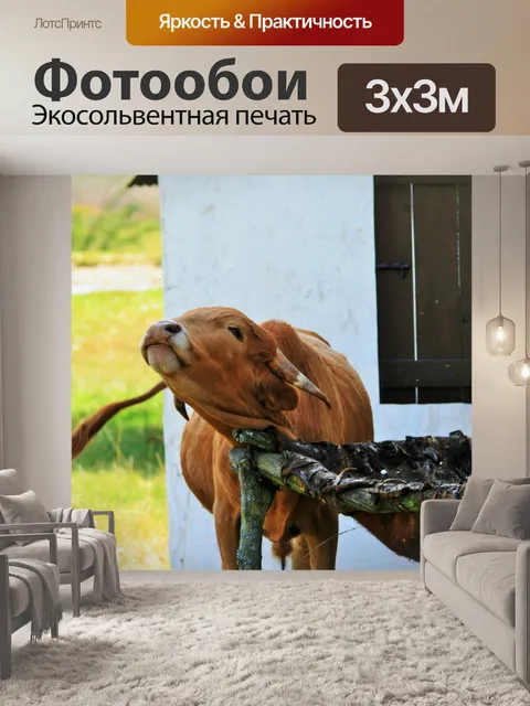 Фотообои крупного рогатого скота продолжает свою