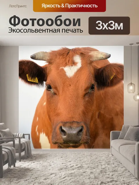Фотообои Быки глаз 2