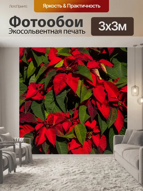 Фотообои Поинсеттиа
