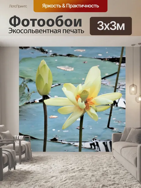 Фотообои Белый цветок лотоса и бутон крупным план