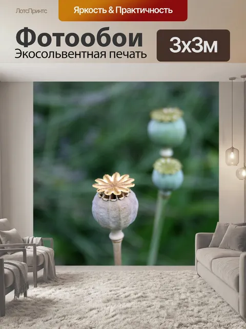 Фотообои сухой мак seedpod в саду