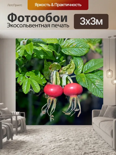 Фотообои Плоды шиповника