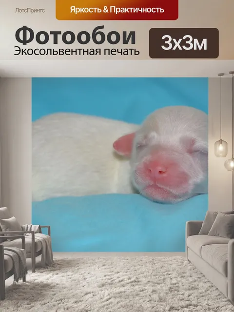 Фотообои Котон де Тулеарский щенок