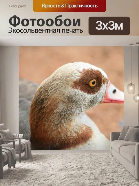 Фотообои головы и шеи египетского гуся