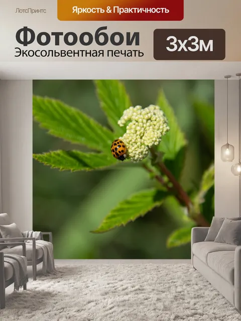 Фотообои Божья коровка, жук, насекомое