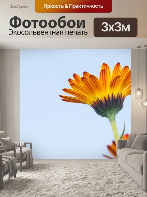 Фотообои Календулы