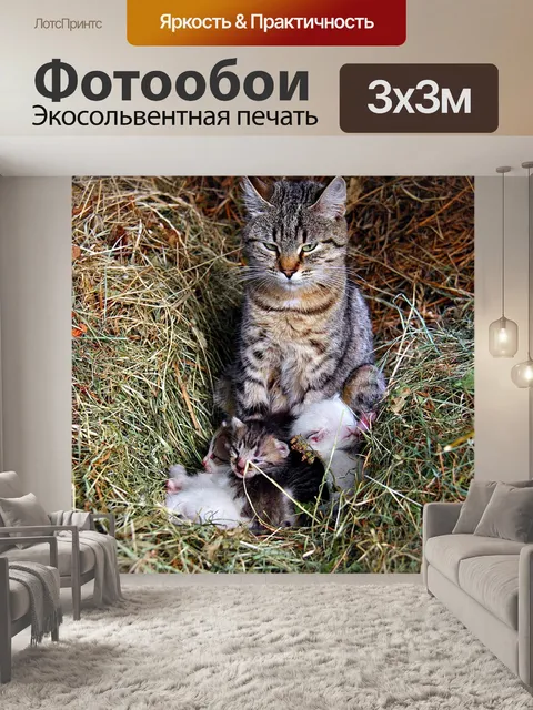 Фотообои Кот