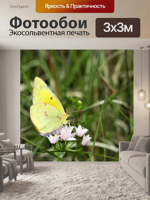 Фотообои Засохшая серая бабочка крупным планом